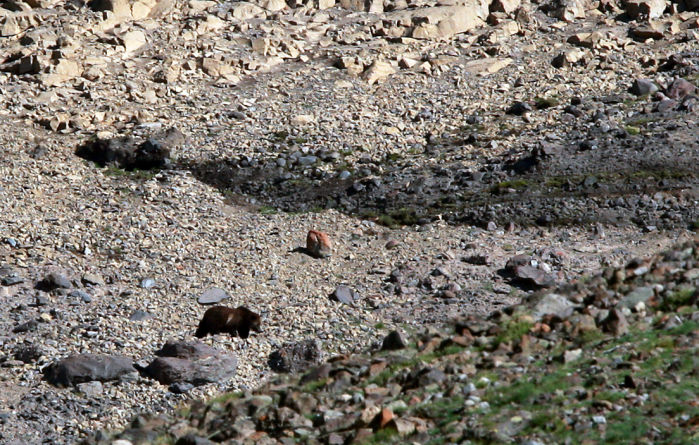 Grizzly Moth Site